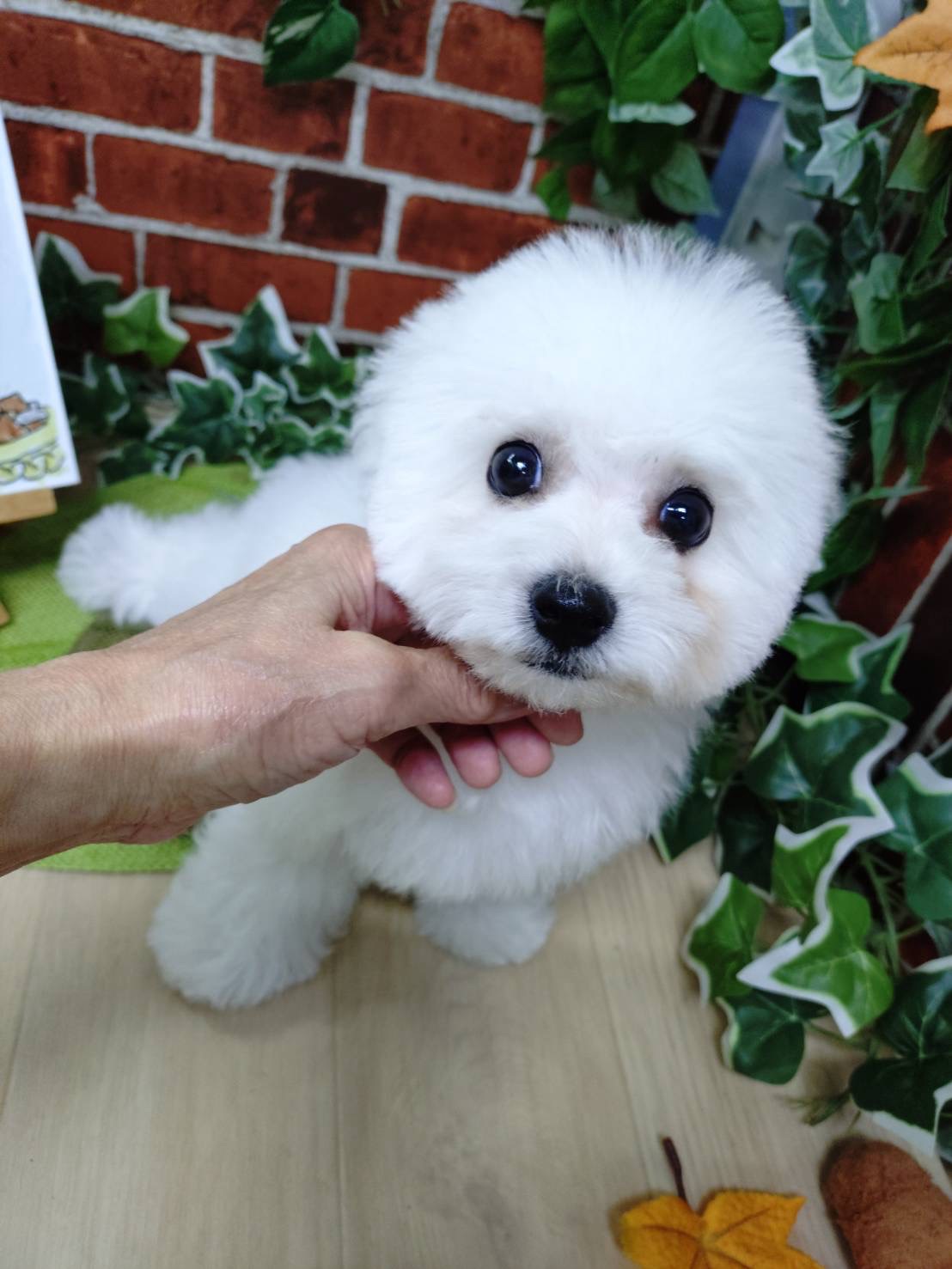 【売約済】ビションフリーゼの男の子②