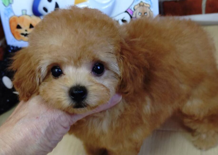 【2025年8月4日生まれ】ティーカッププードルの女の子②