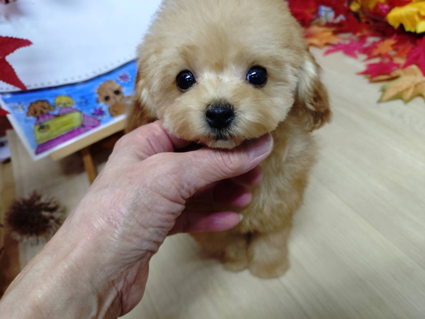 【2025年8月4日生まれ】ティーカッププードルの女の子②