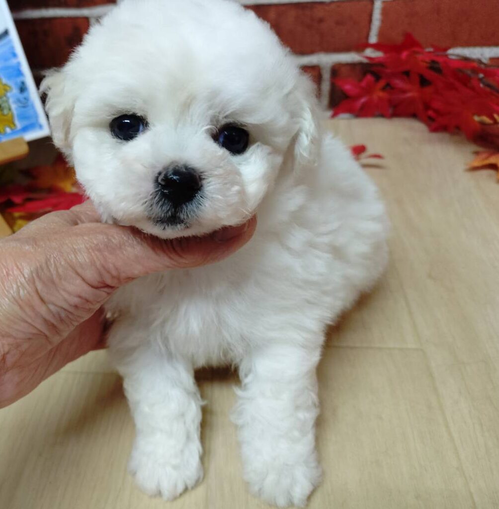 【2025年10月2日生まれ】ビションフリーゼの男の子