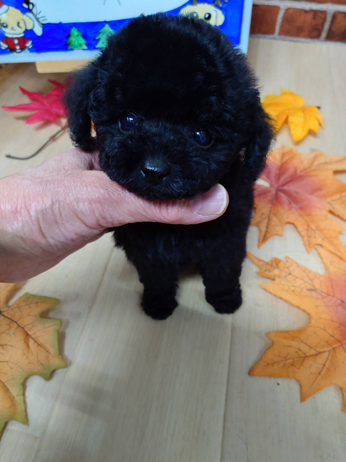 【売約済】ティーカッププードルの女の子Ａ（すみ）