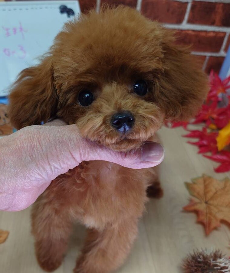 【2025年7月31日生まれ】ティーカッププードルの女の子①（モアナ）