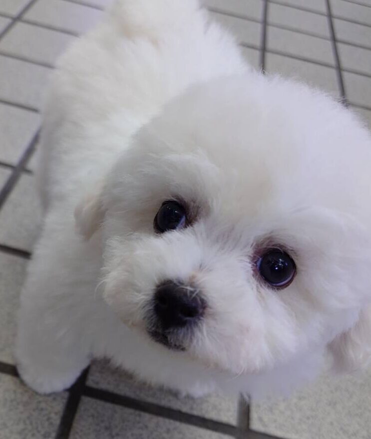 【2025年10月2日生まれ】ビションフリーゼの男の子（ドーム）