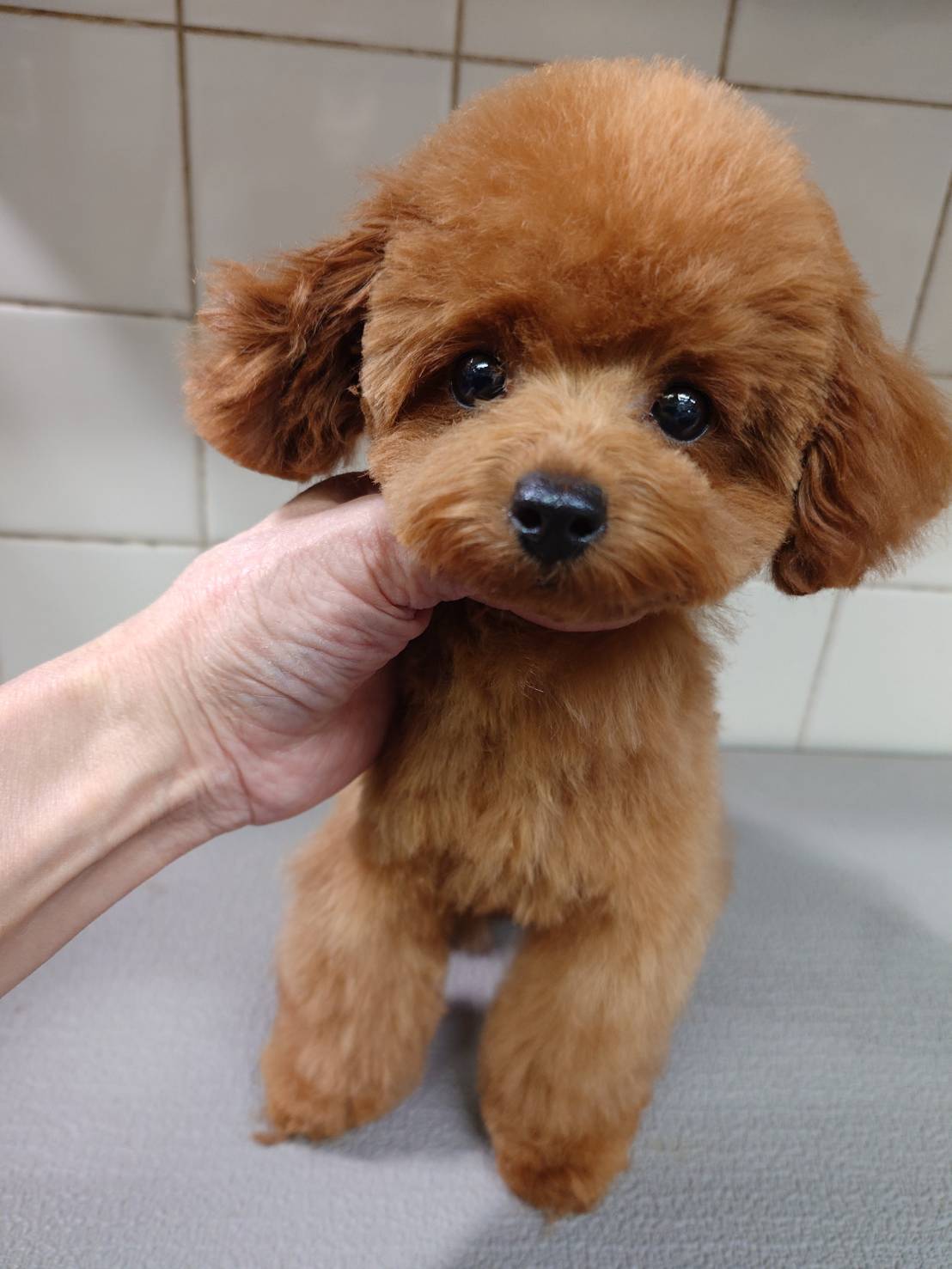 【売約済】タイニープードルの男の子（うた）