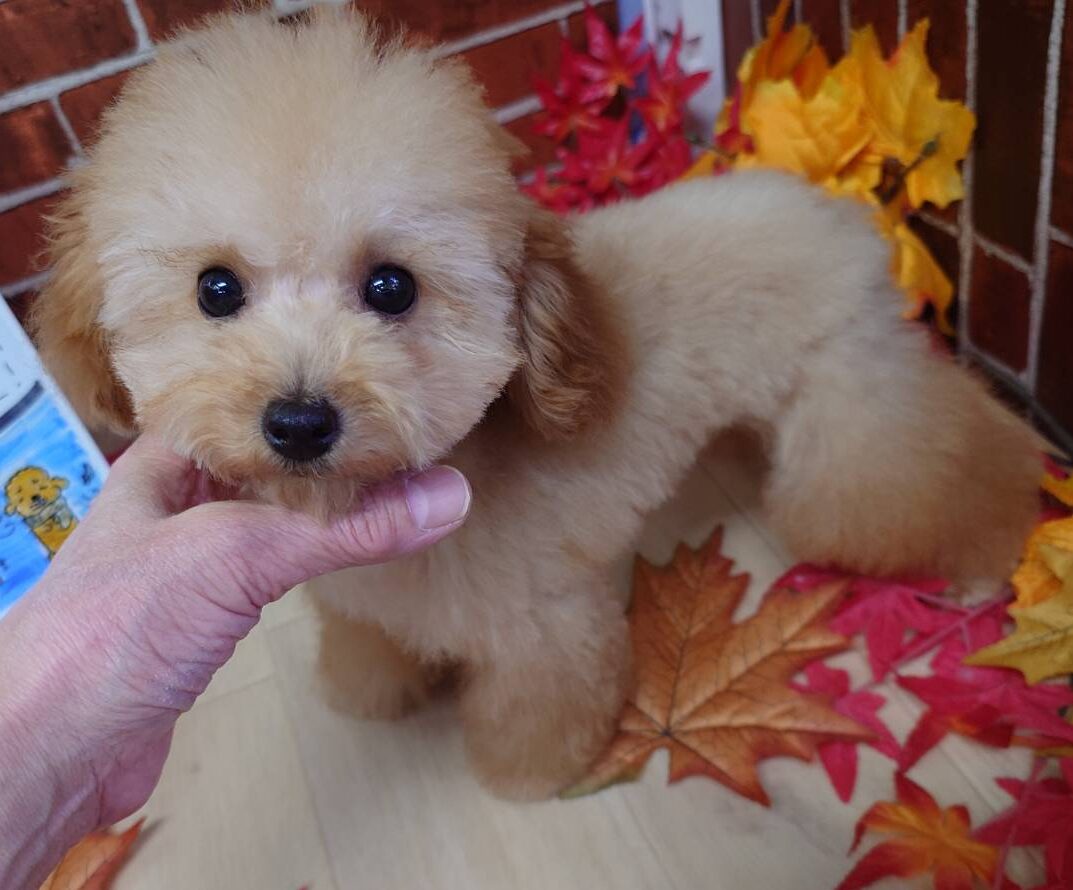 【2025年8月4日生まれ】タイニープードルの男の子①（うづき）