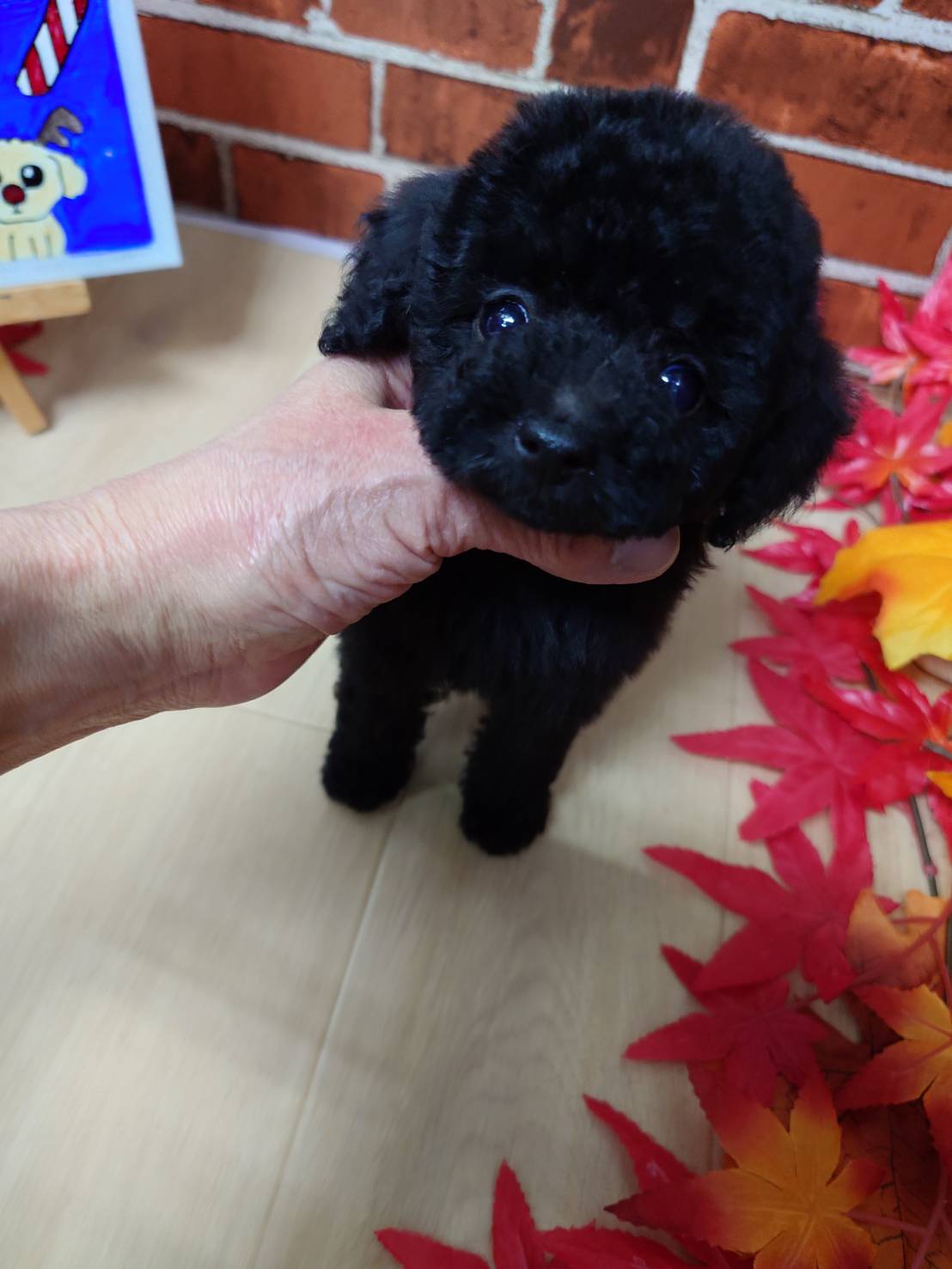 【2025年10月17日生まれ】タイニープードルの女の子Ｃ（すみ）