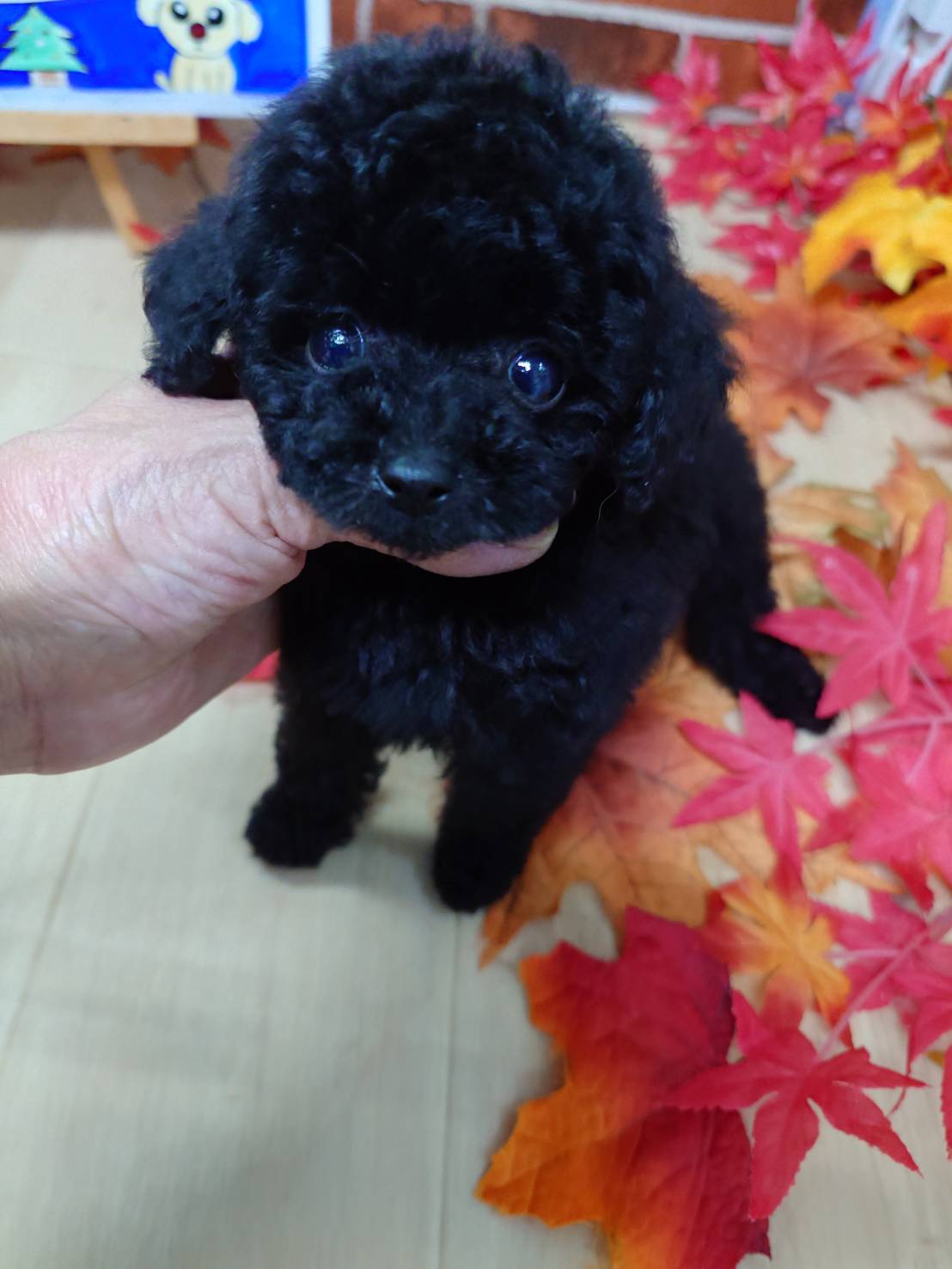 【2025年10月17日生まれ】ティーカッププードルの女の子Ｂ（すみ）