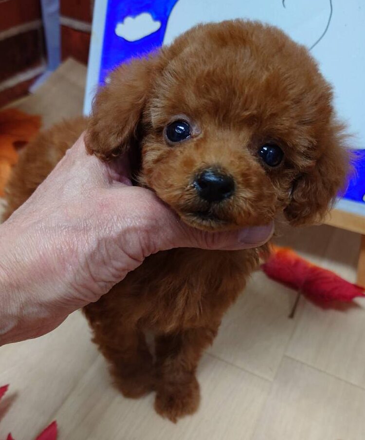 🎄XmasSALE❣️【2025年10月23日生まれ】タイニープードルの男の子②（みさ）