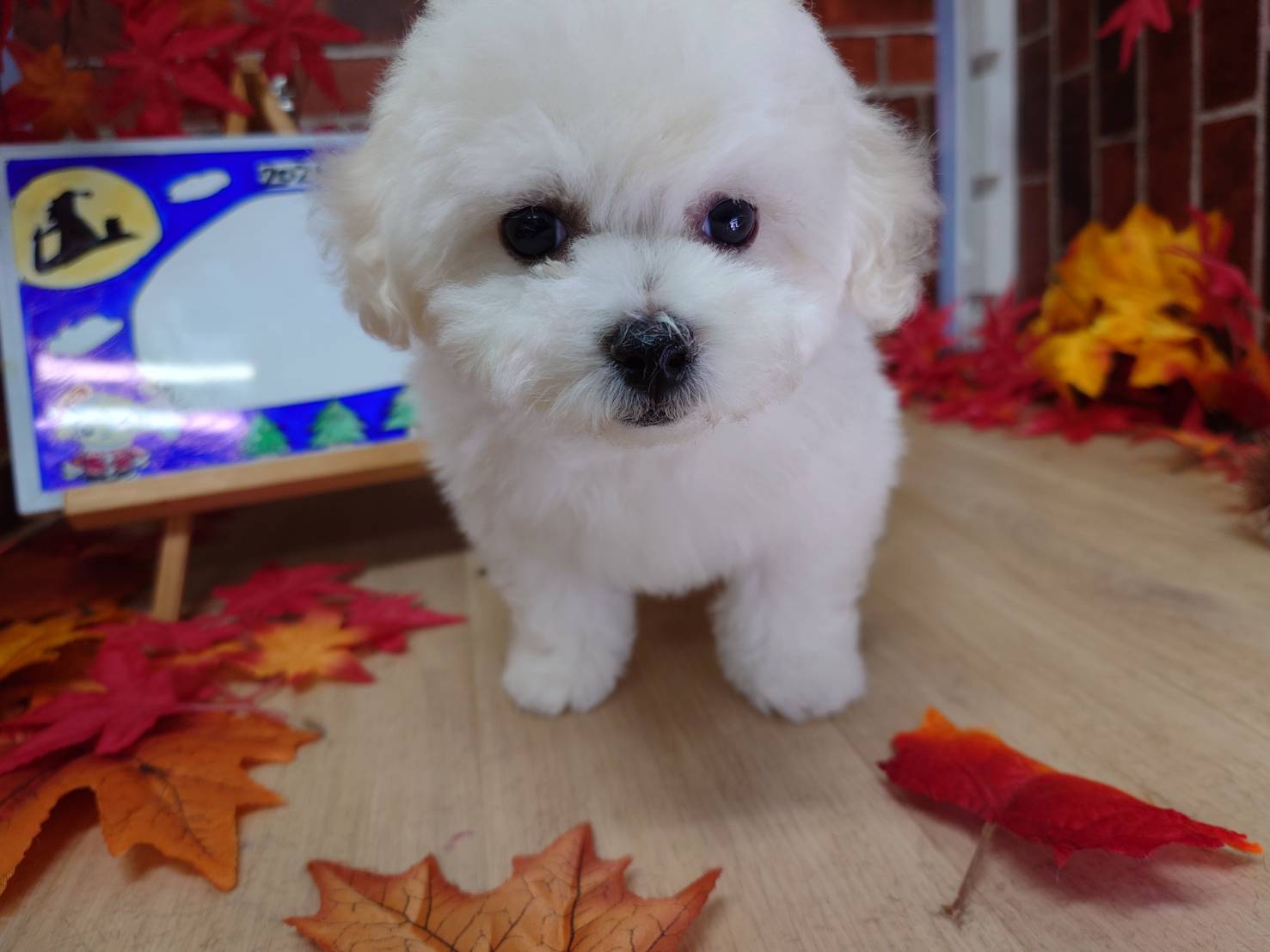 🎄XmasSALE❣️【2025年10月2日生まれ】ビションフリーゼの男の子（ドーム）