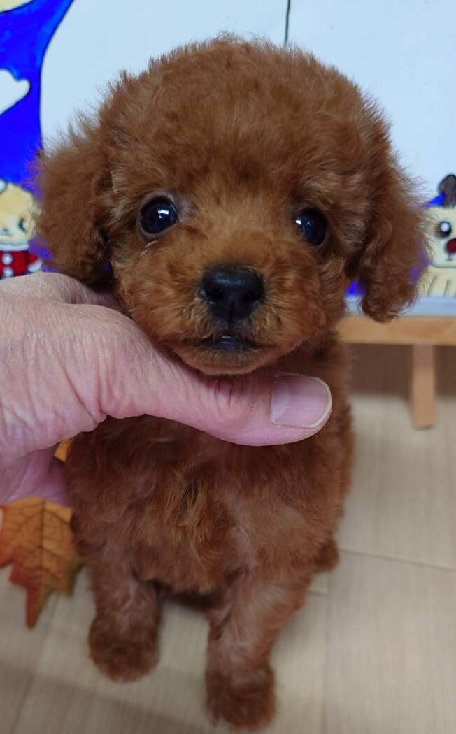 🎄XmasSALE❣️【2025年10月23日生まれ】タイニープードルの男の子①（みさ）