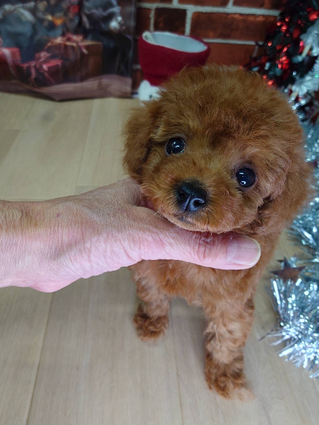 【2025年10月23日生まれ】タイニープードルの女の子①