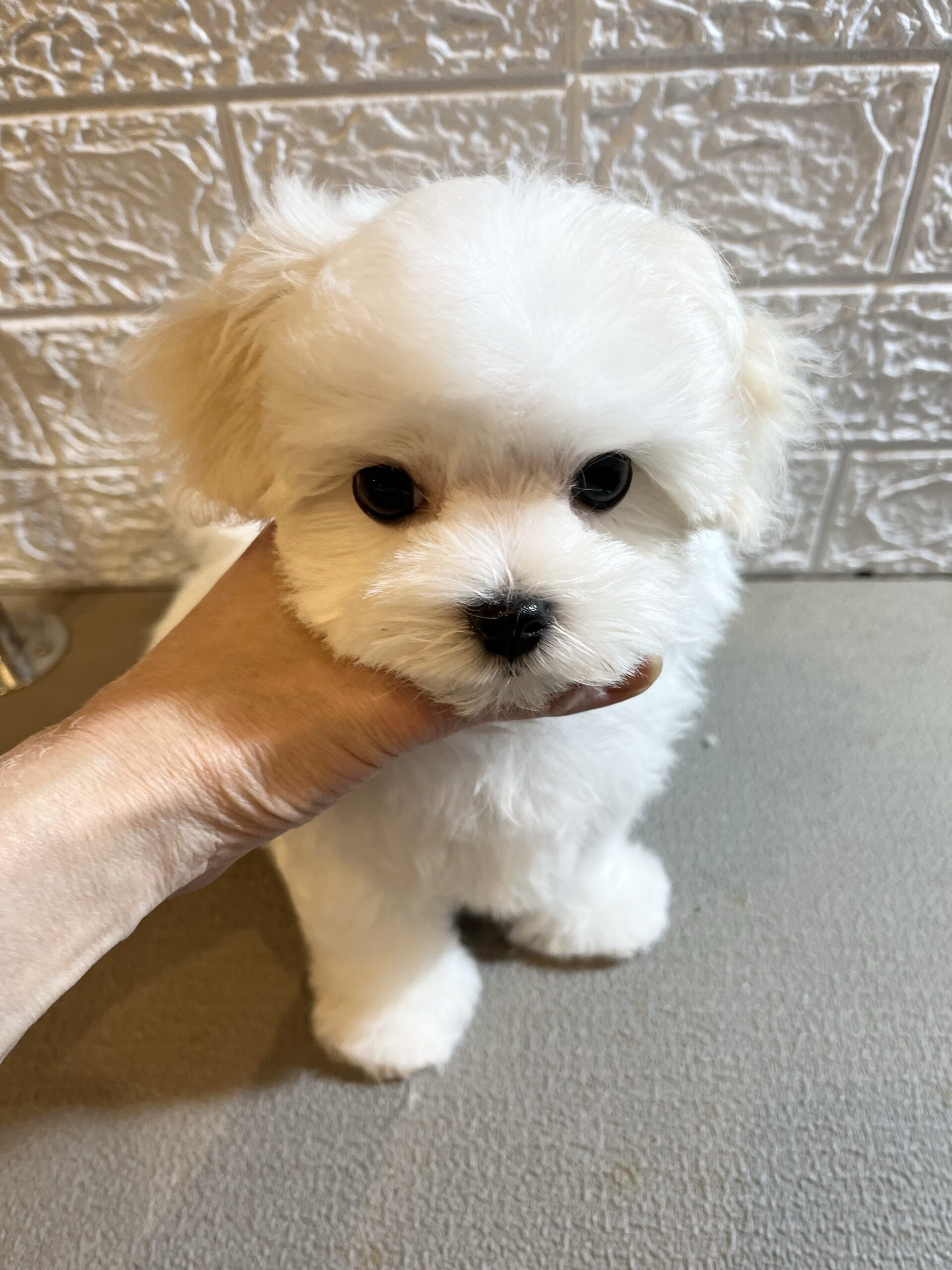 【2025年9月26日生まれ】ソナタっ子男の子♡