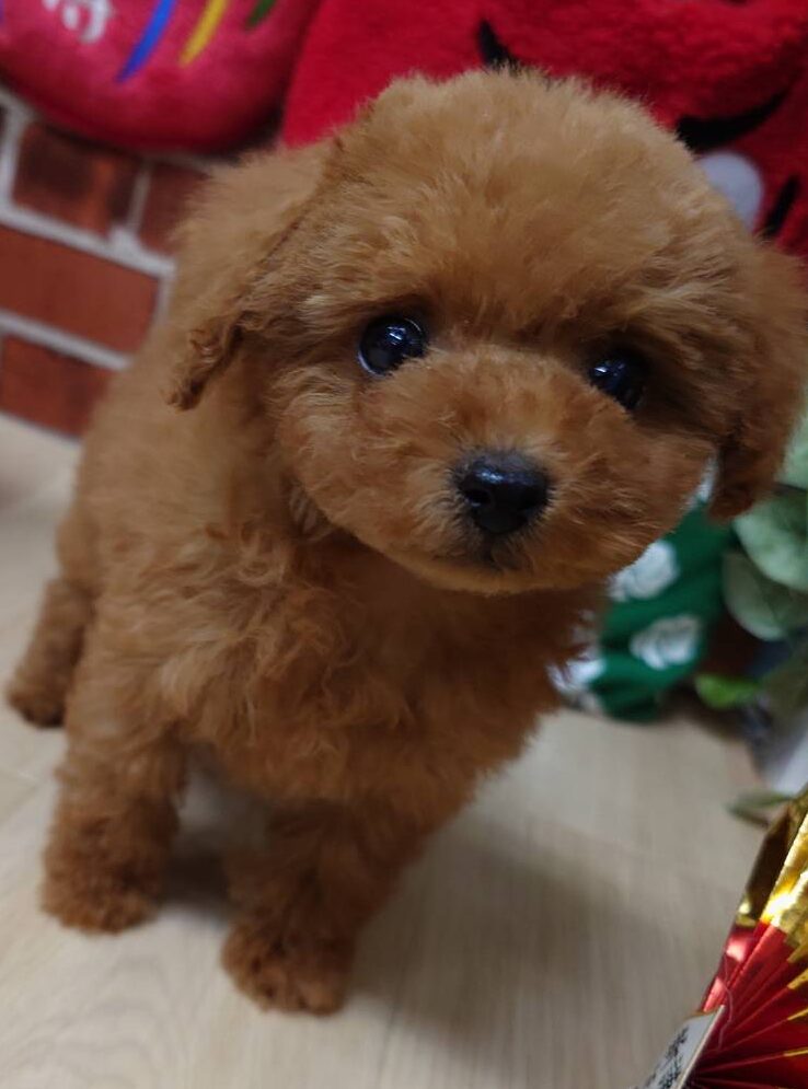 【2025年11月25日生まれ】ティーカッププードルの女の子①