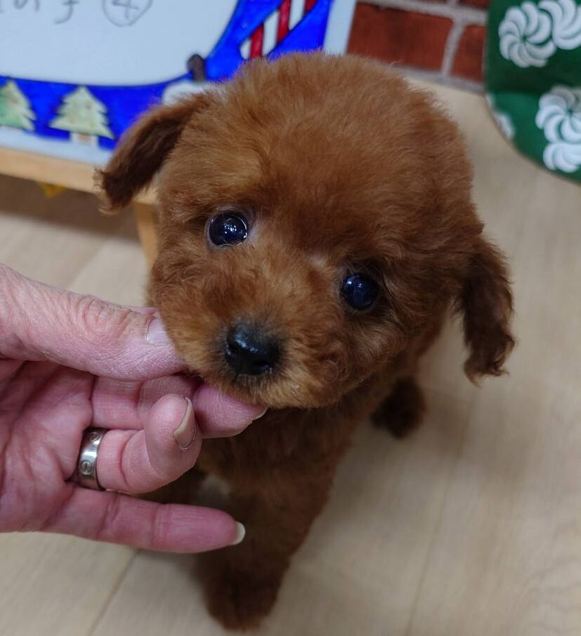 【2025年11月25日生まれ】タイニープードルの男の子④