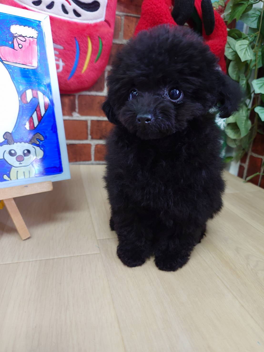 【2025年10月17日生まれ】ティーカッププードルの女の子Ｂ（すみ）