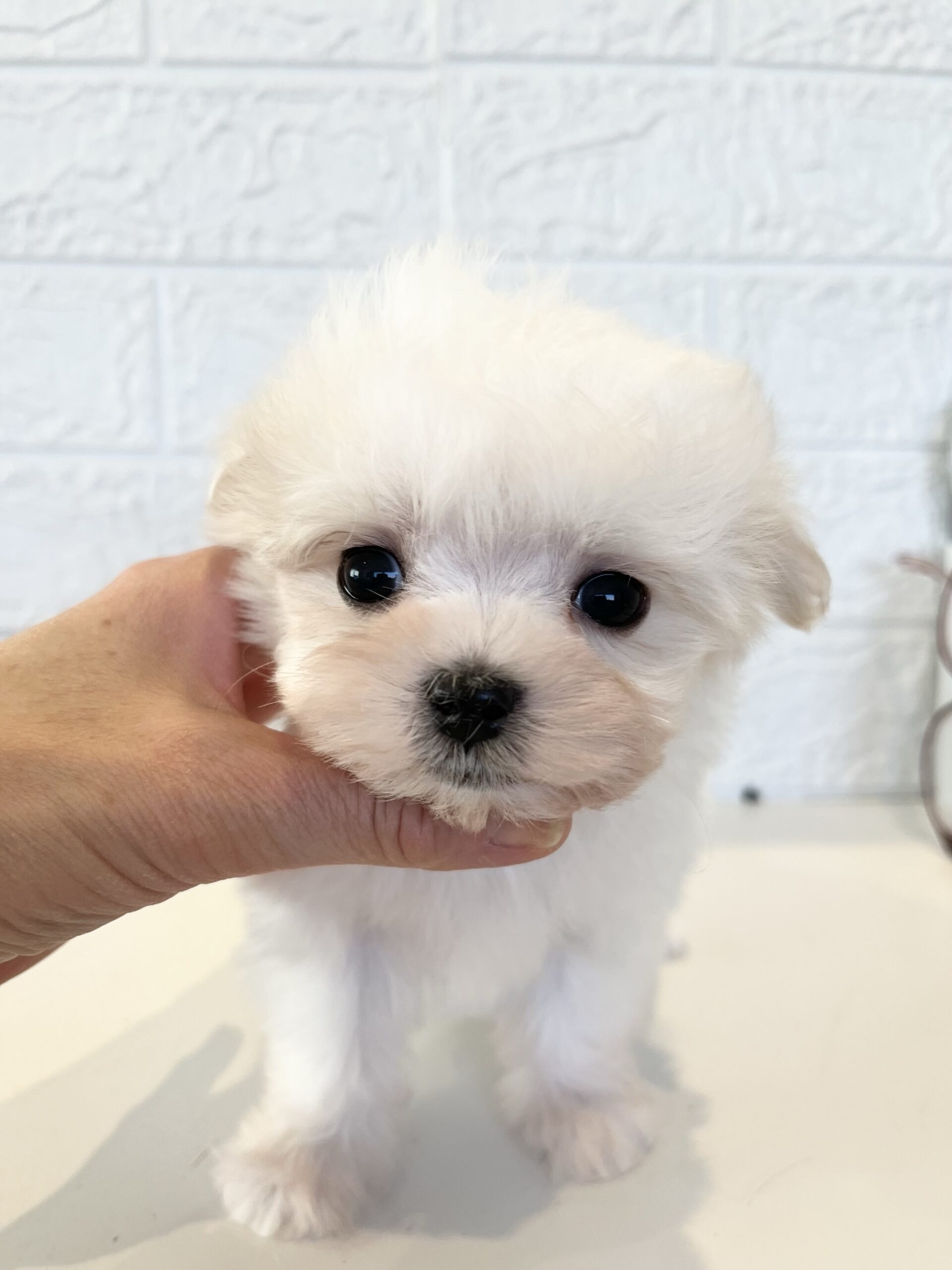 【2025年11月21日生まれ】リズっ子男の子にっくん♡