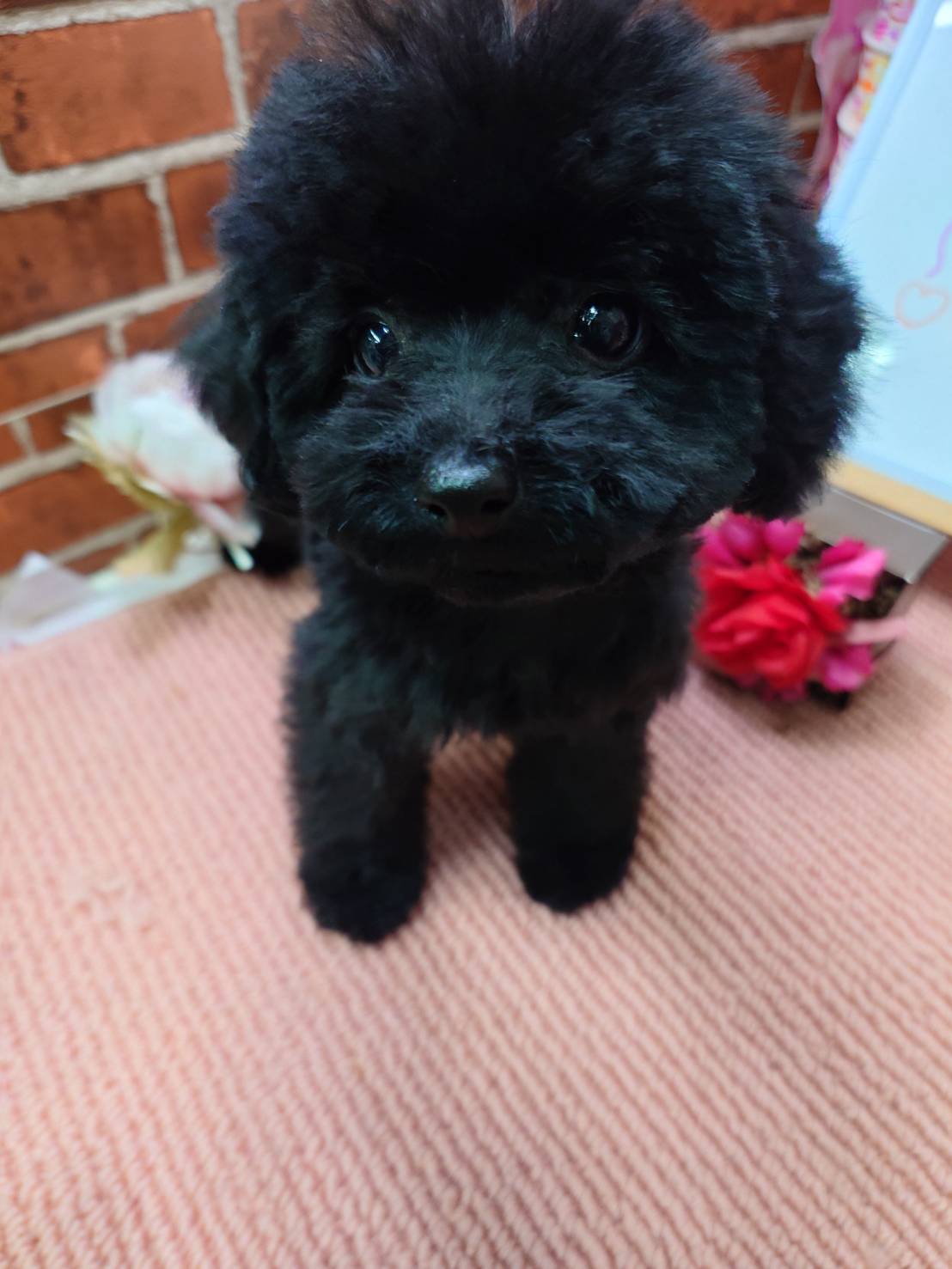 【2025年10月17日生まれ】タイニープードルの男の子（すみ）