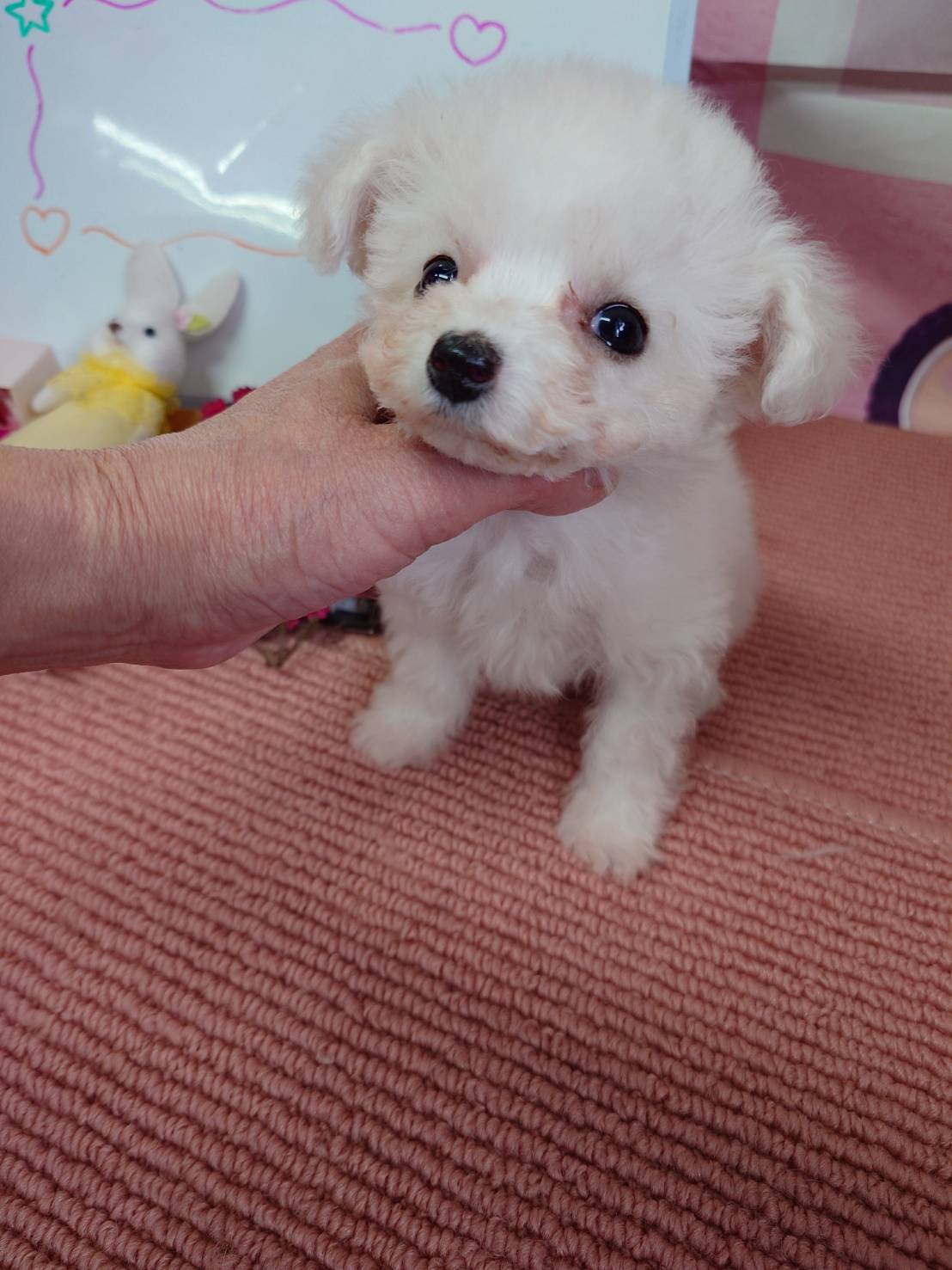 【2025年12月8日生まれ】ビションフリーゼの男の子②（アイス）