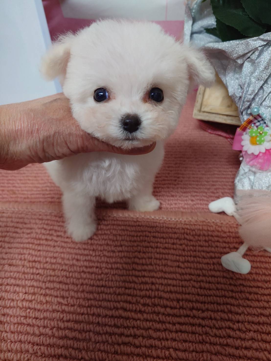 【2025年12月8日生まれ】ビションフリーゼの男の子①（アイス）