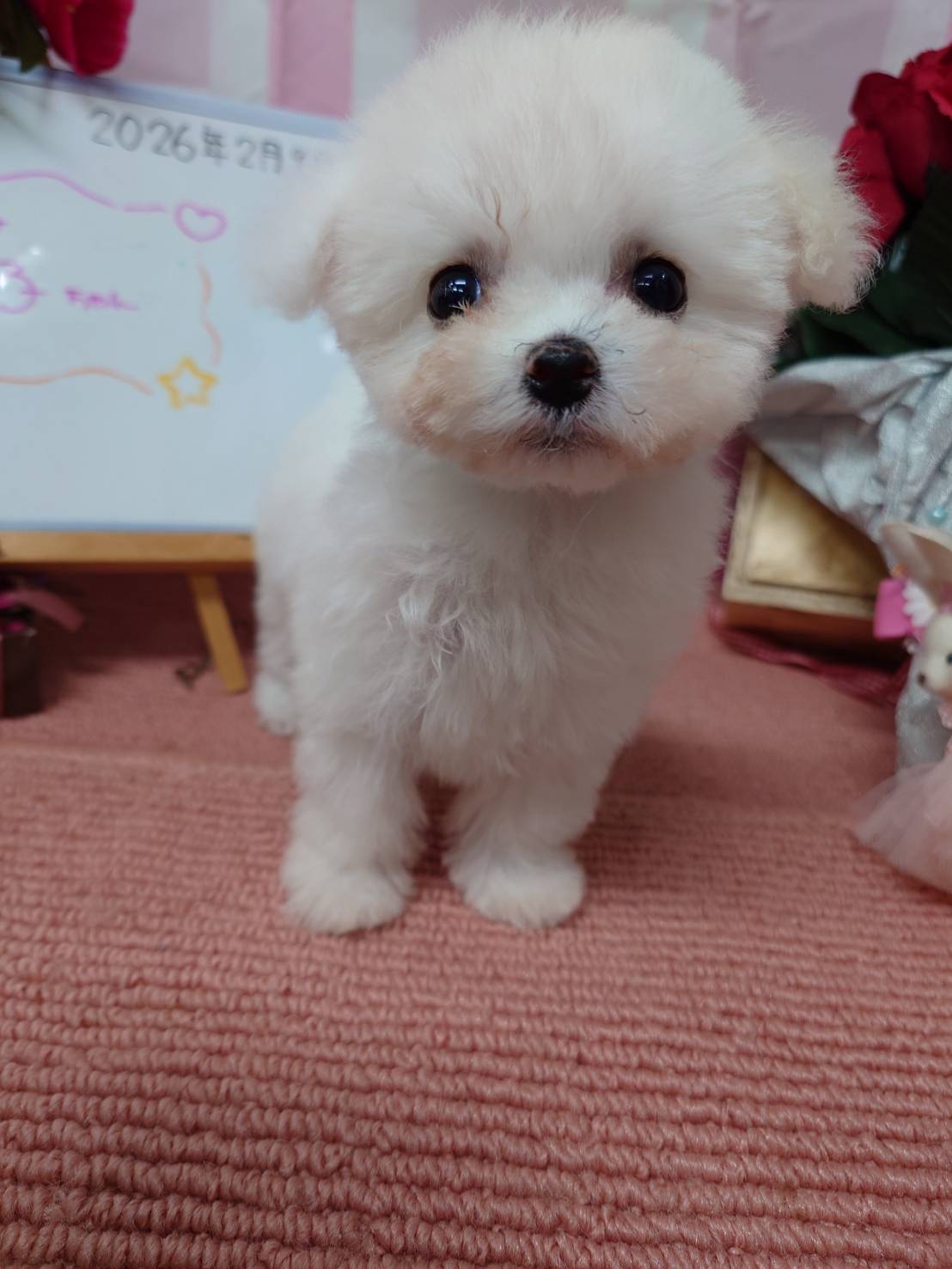 【2025年12月8日生まれ】ビションフリーゼの女の子⑤（アイス）