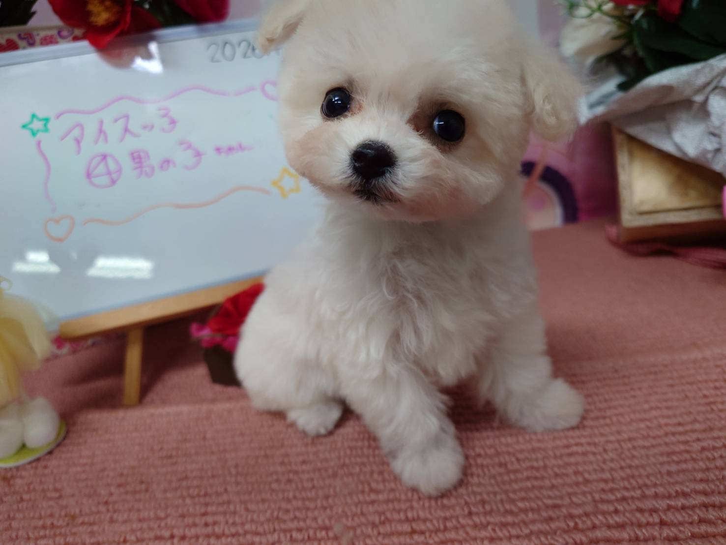 【2025年12月8日生まれ】ビションフリーゼの男の子④（アイス）