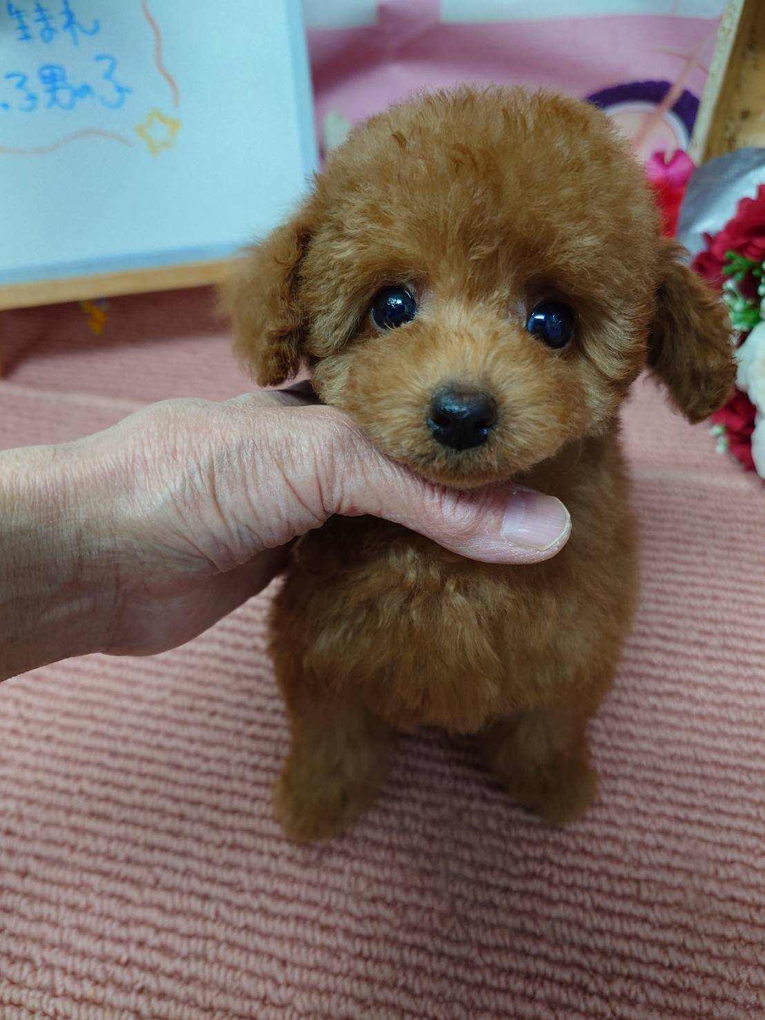 【2025年12月10日生まれ】タイニープードルの男の子（グリコ）