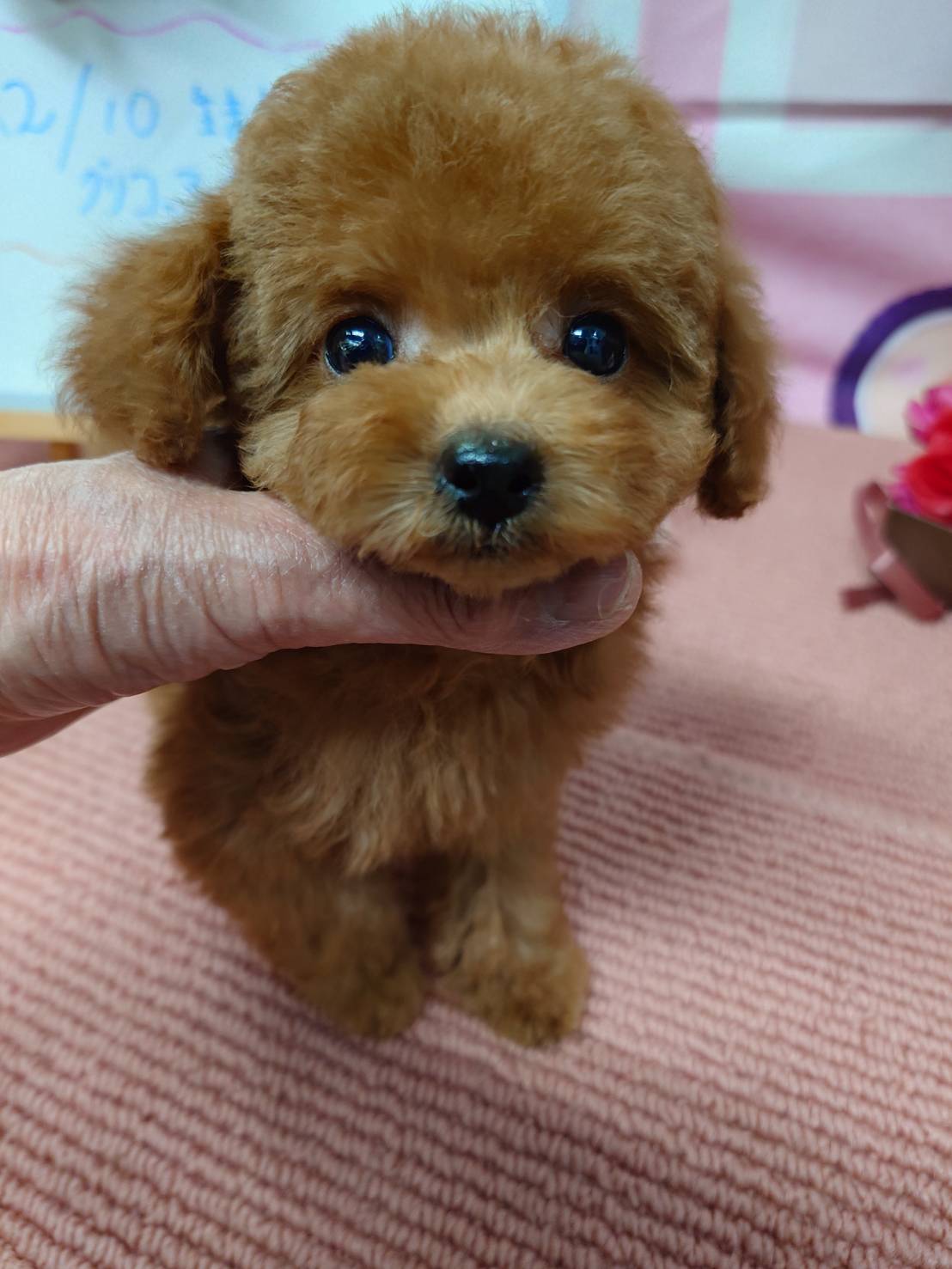 【2025年12月10日生まれ】タイニープードルの女の子（グリコ）