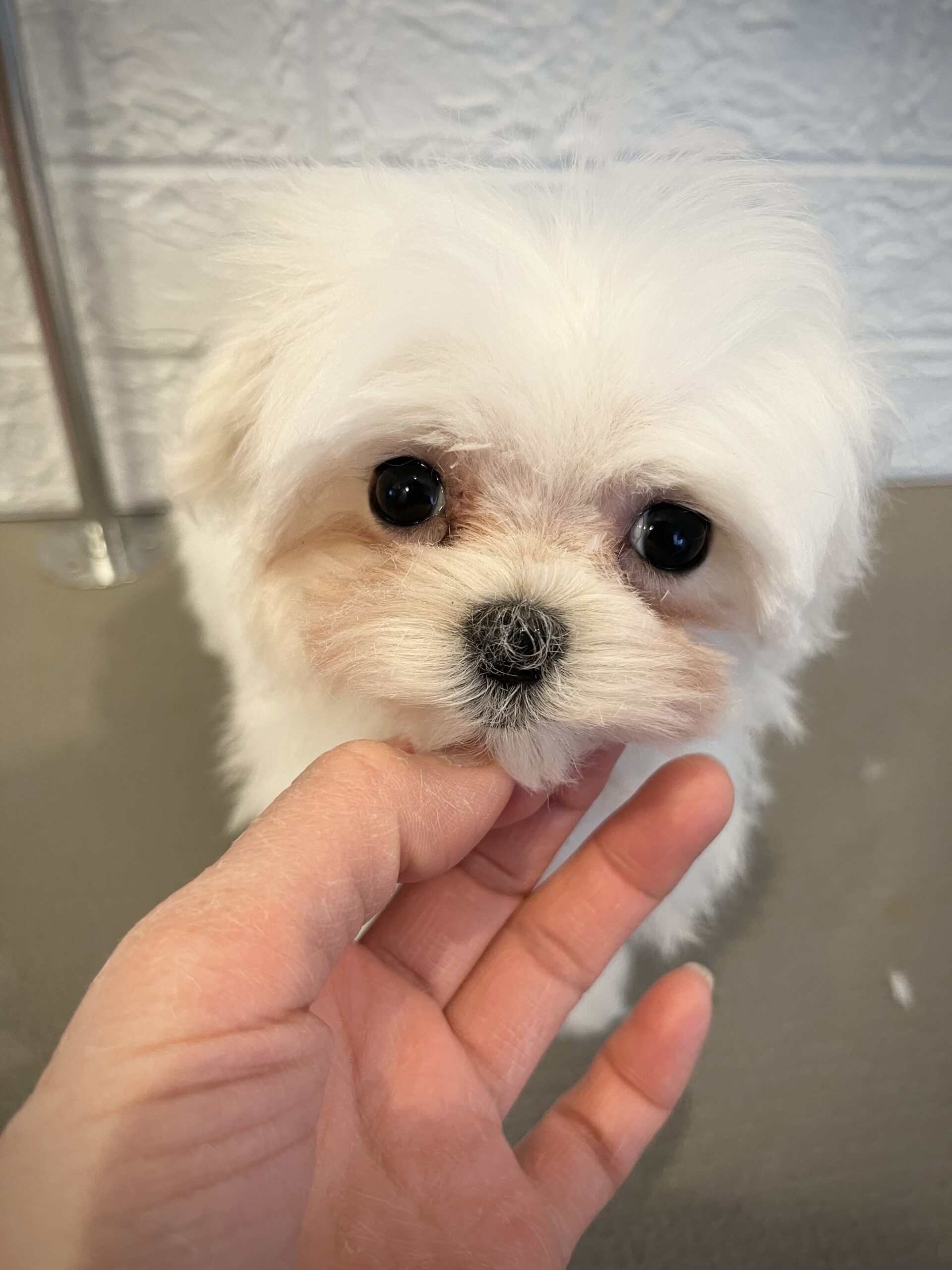 【2025年11月21日生まれ】リズっ子男の子よっくん♡