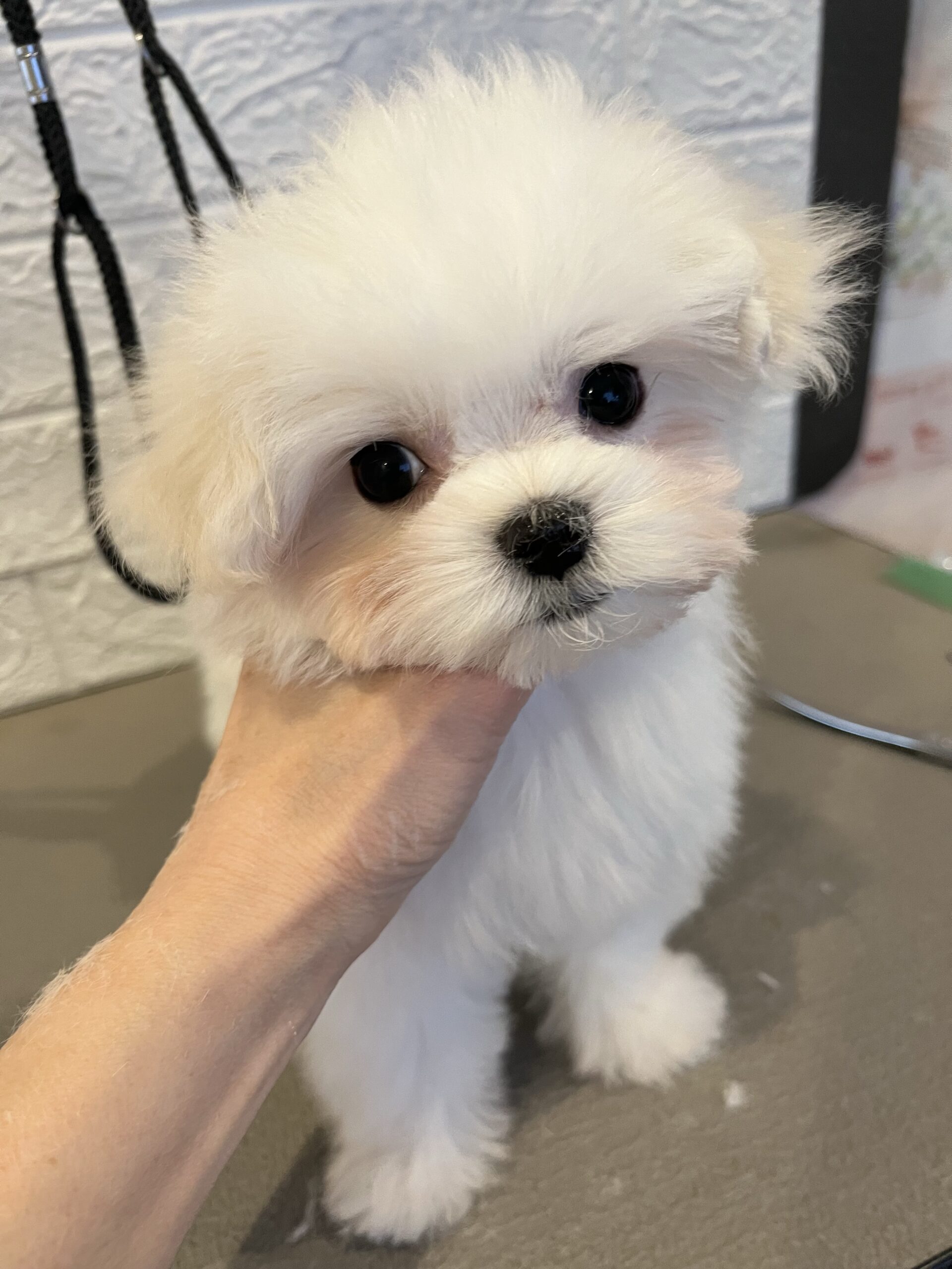 【2025年11月21日生まれ】リズっ子男の子にっくん♡