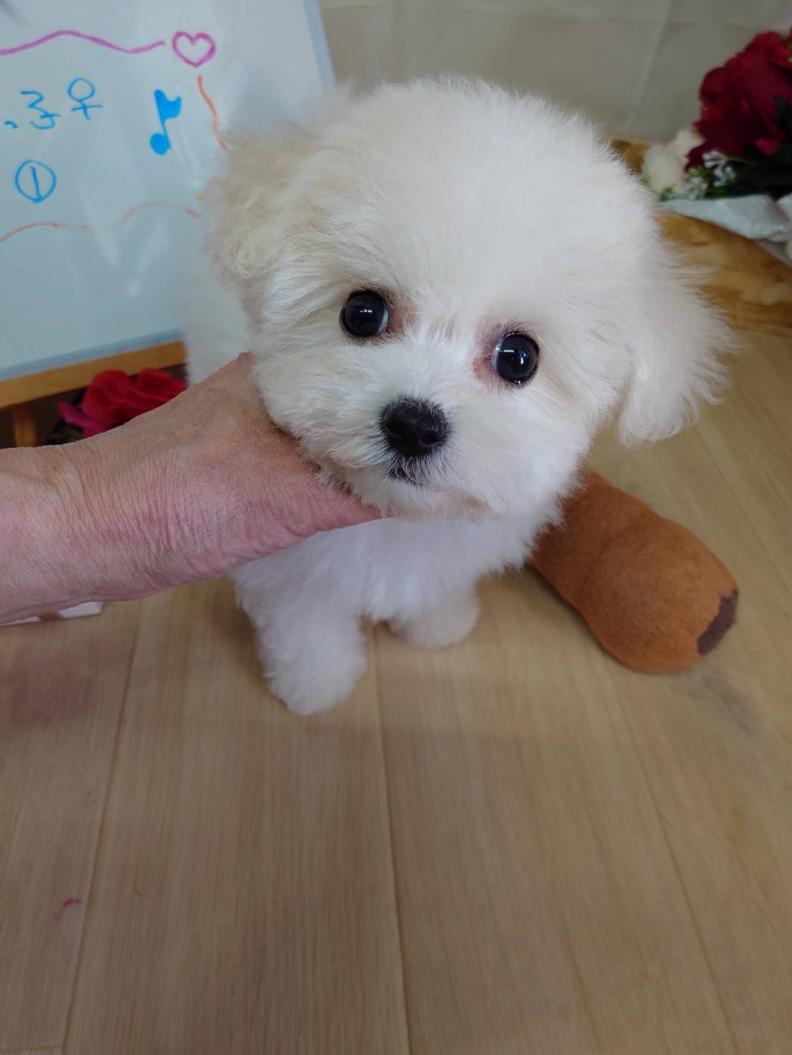 【2026年1月9日生まれ】ビションフリーゼの女の子①（こはる）