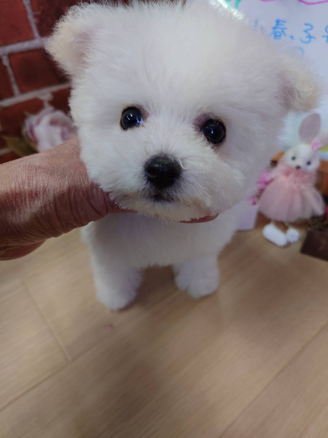 【2026年1月9日生まれ】ビションフリーゼの女の子②（こはる）