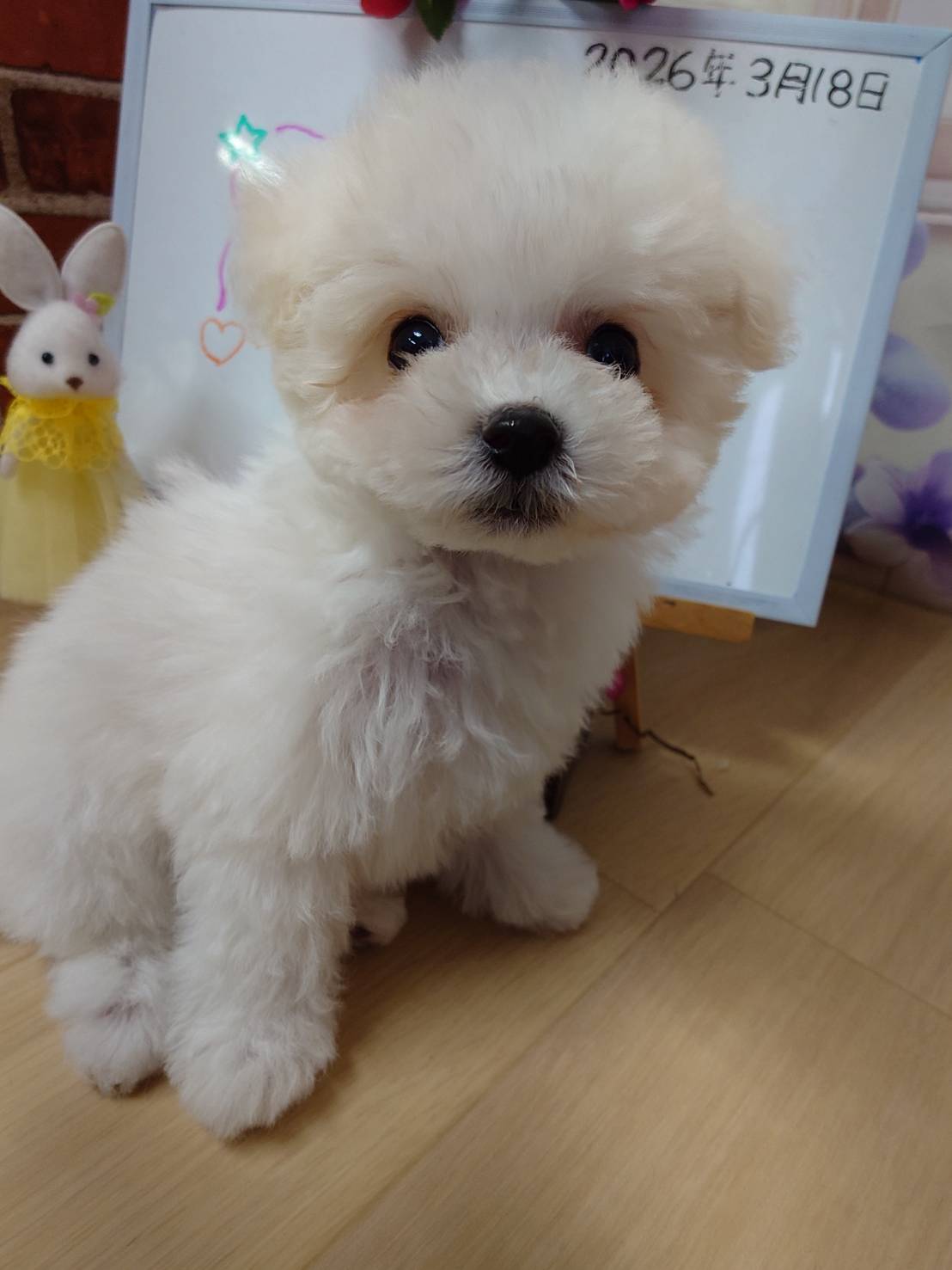 【2026年1月9日生まれ】ビションフリーゼの男の子③（こはる）