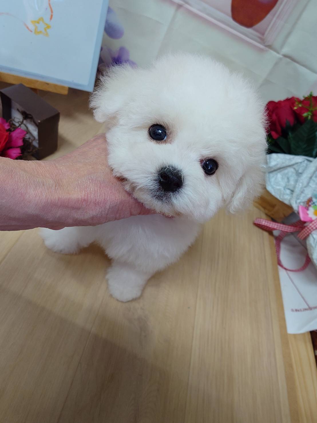 【2026年1月9日生まれ】ビションフリーゼの女の子⑤（こはる）