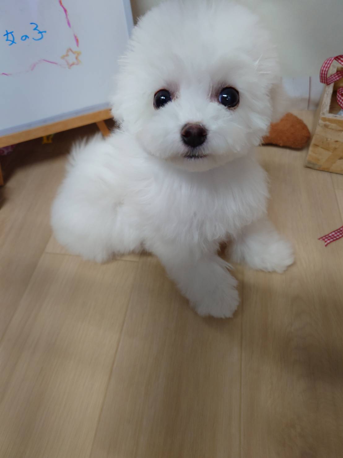 【2025年12月8日生まれ】ビションフリーゼの女の子⑤