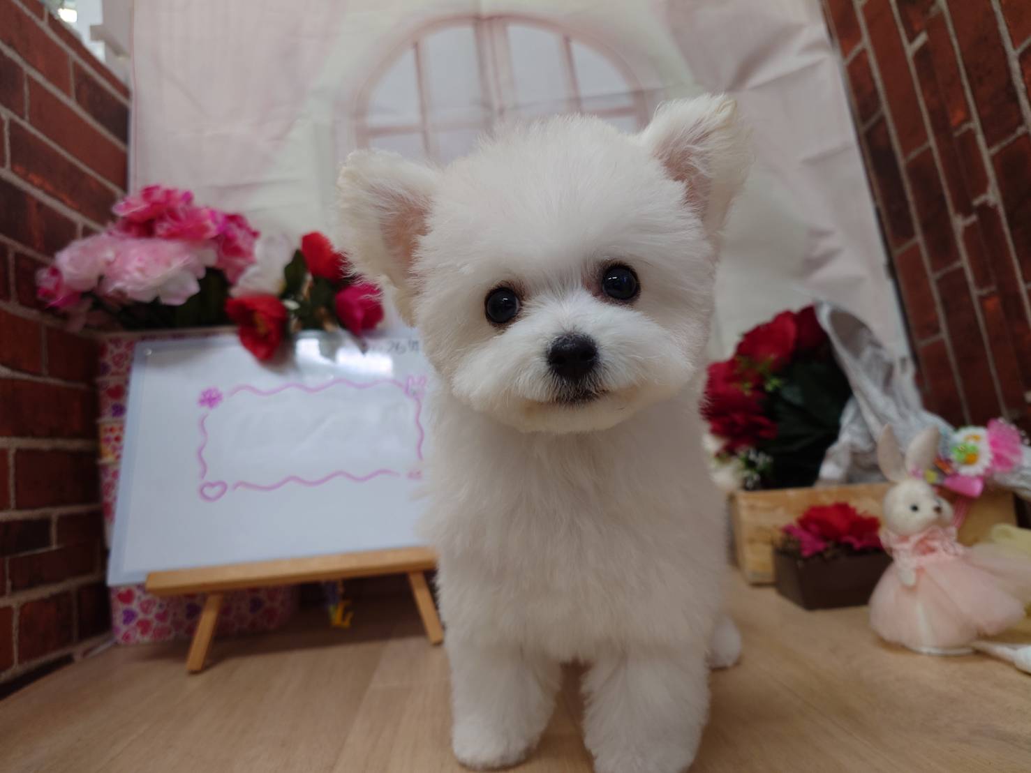 【2026年1月9日生まれ】ビションフリーゼの女の子②（こはる）