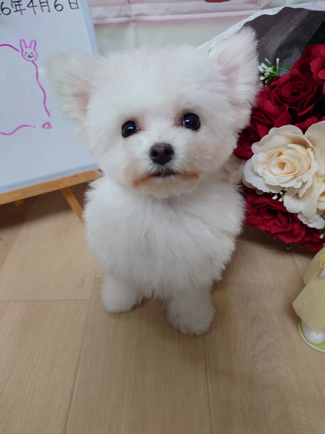 【2025年12月8日生まれ】ビションフリーゼの男の子①