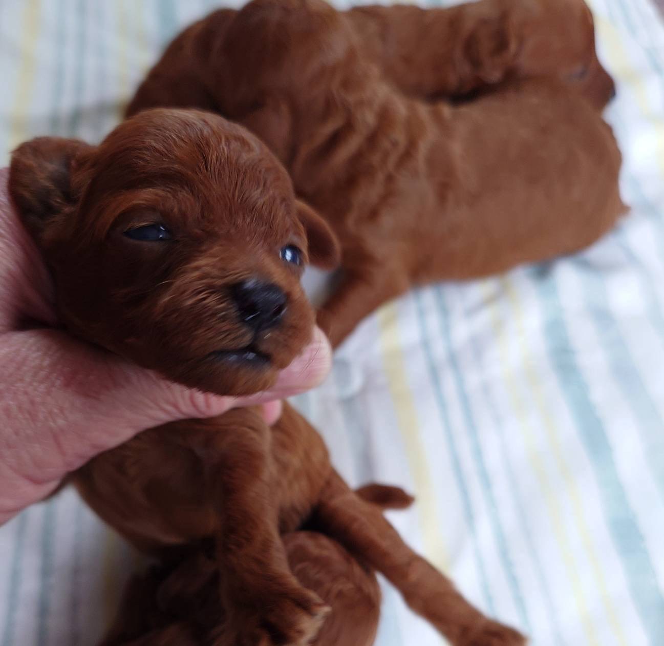 ✨子犬早期ご予約キャンペーン🐶✨