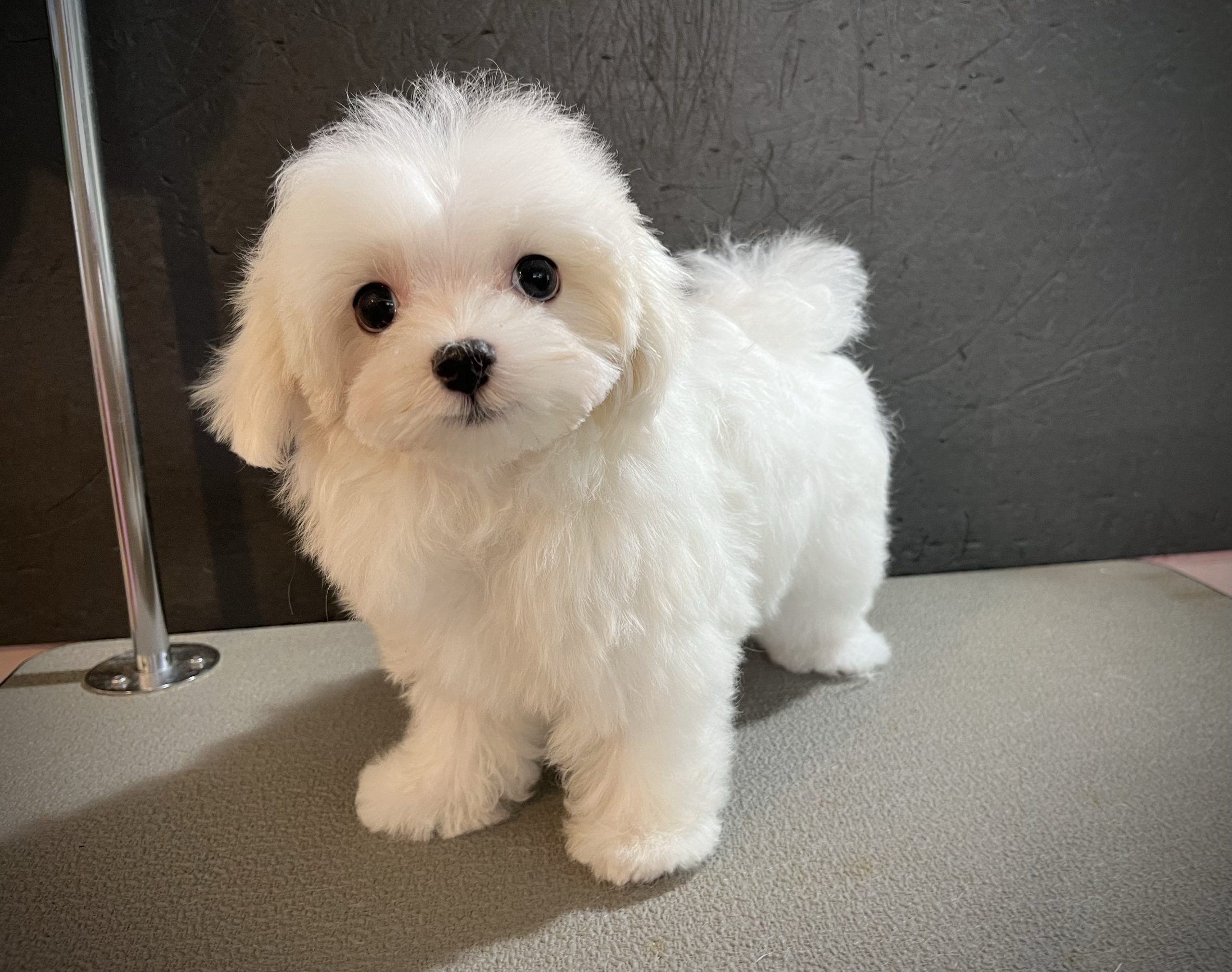 ３月２３日生まれプリモっ子男の子